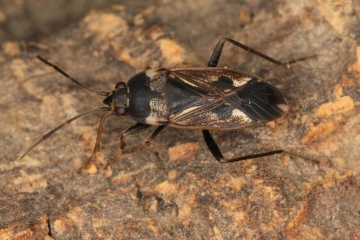 Rhyparochromus vulgaris at Mayesbrook Park Copyright: P.R. Harvey