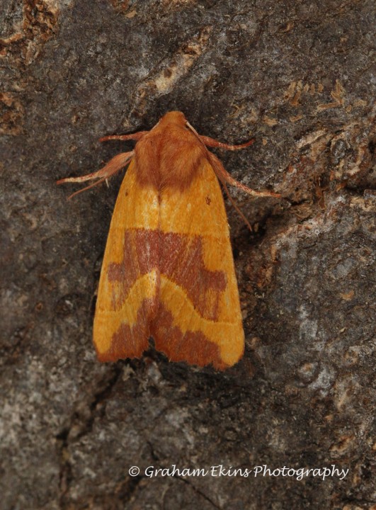 Centre-barred Sallow  Atethmia centrago Copyright: Graham Ekins