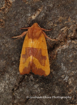 Centre-barred Sallow  Atethmia centrago Copyright: Graham Ekins