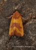 Centre-barred Sallow  Atethmia centrago