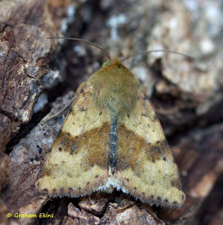 Marbled Clover  Heliothis viriplaca Copyright: Graham Ekins