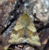 Marbled Clover  Heliothis viriplaca Copyright: Graham Ekins