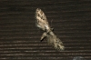 Mottled Pug
