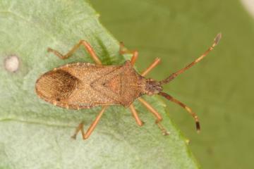 Gonocerus acuteangulatus Copyright: Peter Harvey