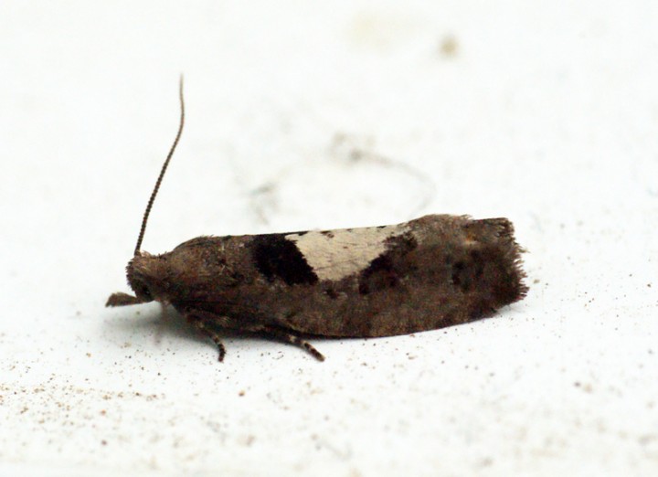 Epinotia brunnichana 2 Copyright: Ben Sale