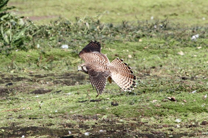 Kestrel 1 Copyright: Graham Smith