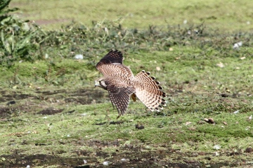 Kestrel 1 Copyright: Graham Smith