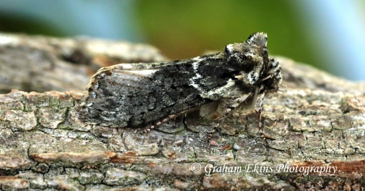 Polyploca ridens Frosted Green 4 Copyright: Graham Ekins