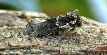 Polyploca ridens Frosted Green 4 Copyright: Graham Ekins