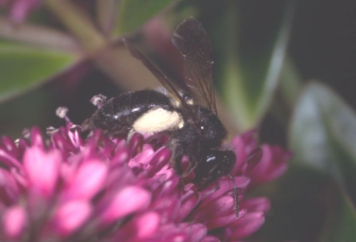 Andrena pilipes sens. str. Copyright: Peter Harvey