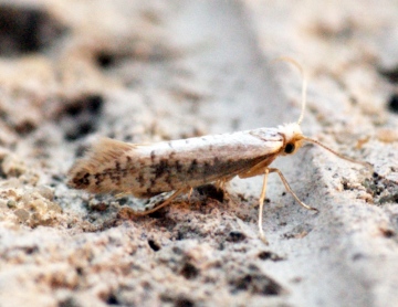 Argyresthia retinella Copyright: Ben Sale