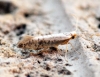 Argyresthia retinella Copyright: Ben Sale