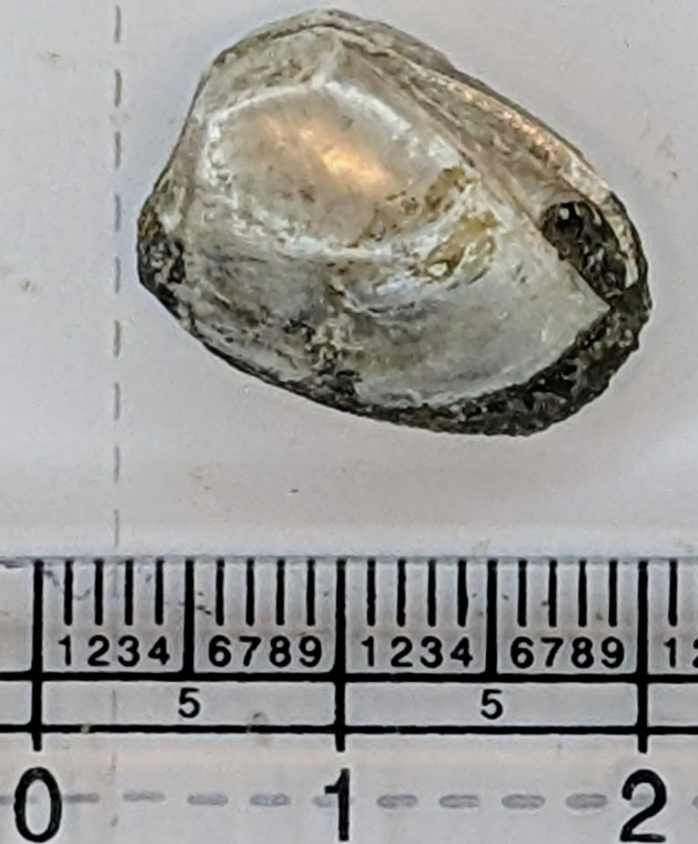 Nucula consors fossil bivalve from London Clay Copyright: Mike Daniels Collection