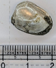 Nucula consors fossil bivalve from London Clay 