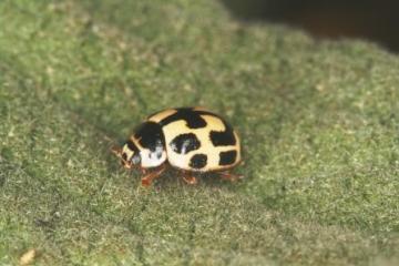 Propylea quattuordecimpunctata-1 Copyright: Peter Harvey