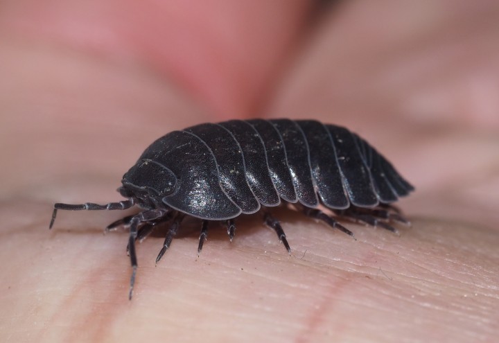 Armadillidium depressum 2020 Copyright: Daniel Blyton