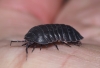 Armadillidium depressum 2020 Copyright: Daniel Blyton