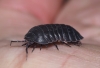 Armadillidium depressum 2020 Copyright: Daniel Blyton