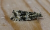 Celypha lacunana.