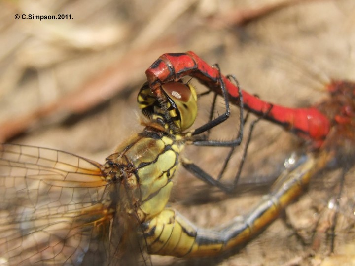 Sympetrum striolatum. Copyright: Colin Simpson