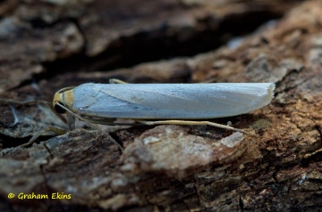 Hoary Footman Eilema caniola 1 Copyright: Graham Ekins