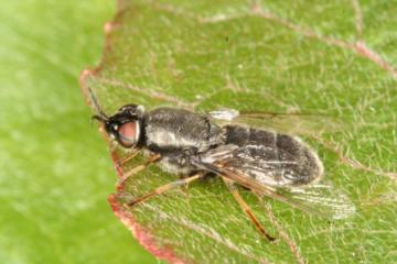 Odontomyia tigrina Copyright: Peter Harvey