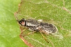 Odontomyia tigrina