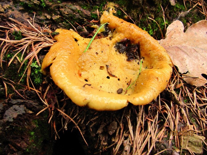 Slime Mould sp Copyright: Graham Smith