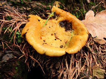 Slime Mould sp Copyright: Graham Smith