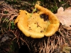 Slime Mould sp  