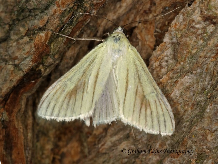 Sitochroa palealis 3 Copyright: Graham Ekins