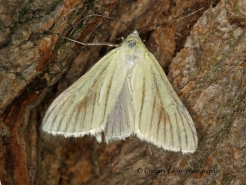 Sitochroa palealis 3 Copyright: Graham Ekins