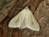 Sitochroa palealis 3