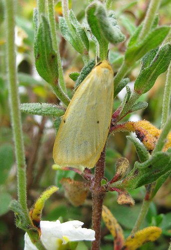 Four Dotted Footman. Copyright: Stephen Rolls