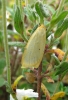 Four Dotted Footman. Copyright: Stephen Rolls