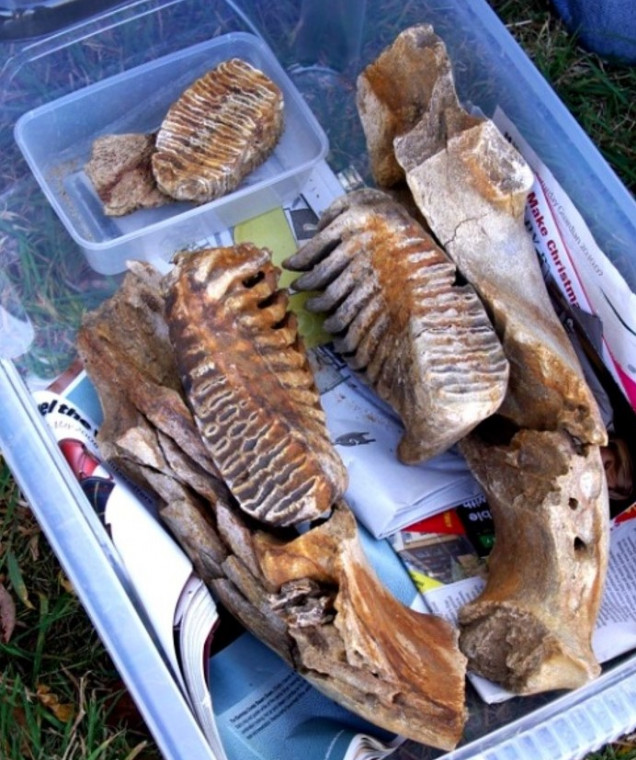 Pleistocene Elephant and Mammoth teeth from Wrabness Copyright: William George