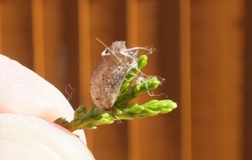 Empty pupa case Copyright: Peter Pearson