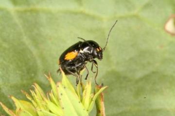 Cryptocephalus moraei Copyright: Peter Harvey