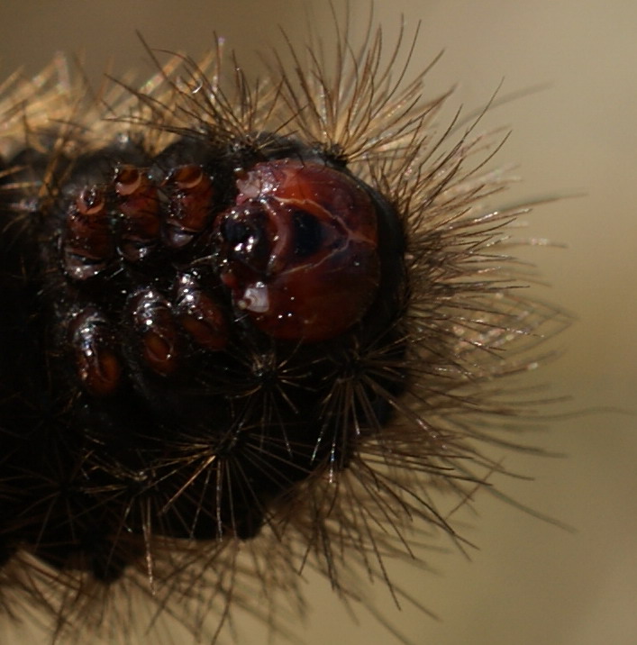 head - final instar Copyright: Robert Smith