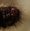 head - final instar 