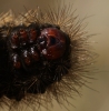 head - final instar