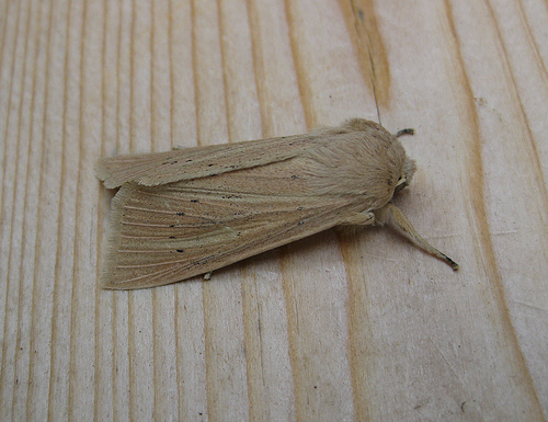 Large Wainscot. Copyright: Stephen Rolls