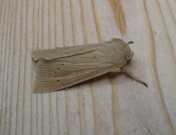 Large Wainscot. Copyright: Stephen Rolls