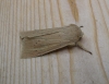 Large Wainscot. Copyright: Stephen Rolls