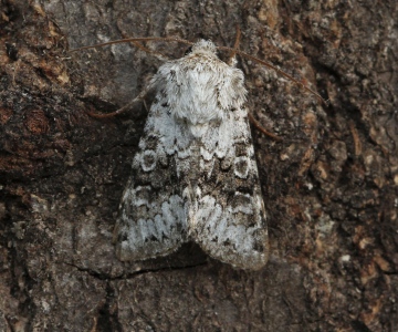 Hecatera bicolorata  Broad-barred White 1 Copyright: Graham Ekins