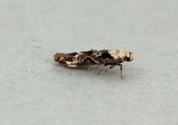 Mompha propinquella 2 Copyright: Graham Ekins