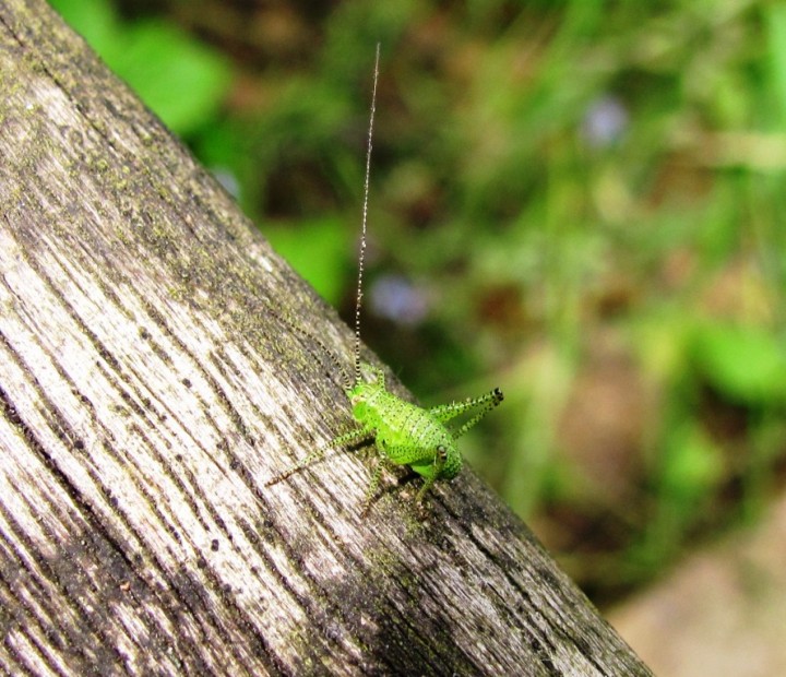 Speckled Bush Cricket 2 Copyright: Graham Smith