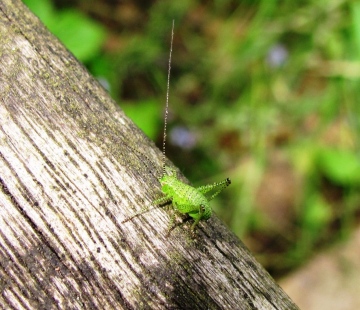 Speckled Bush Cricket 2 Copyright: Graham Smith