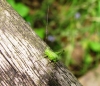 Speckled Bush Cricket 2 