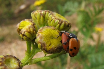 Adonis' Ladybird Copyright: Peter Pearson